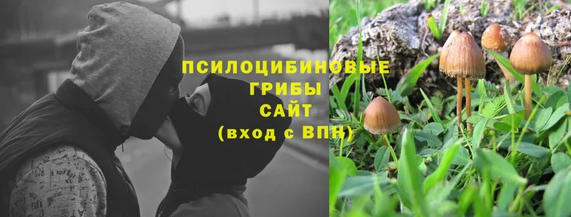 Галлюциногенные грибы Psilocybine cubensis  закладки  hydra ссылка  Дубовка 